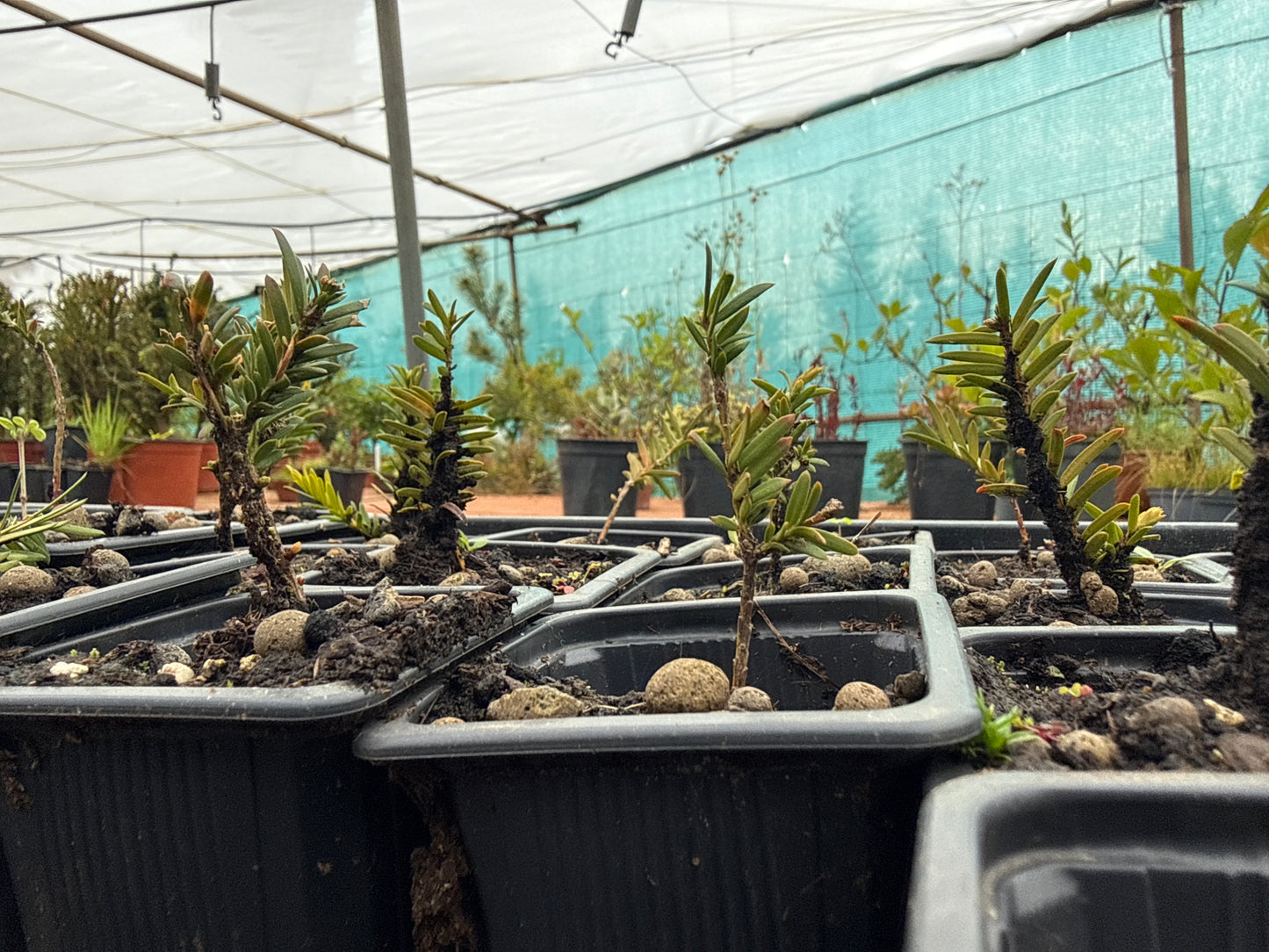 Taxus Baccata