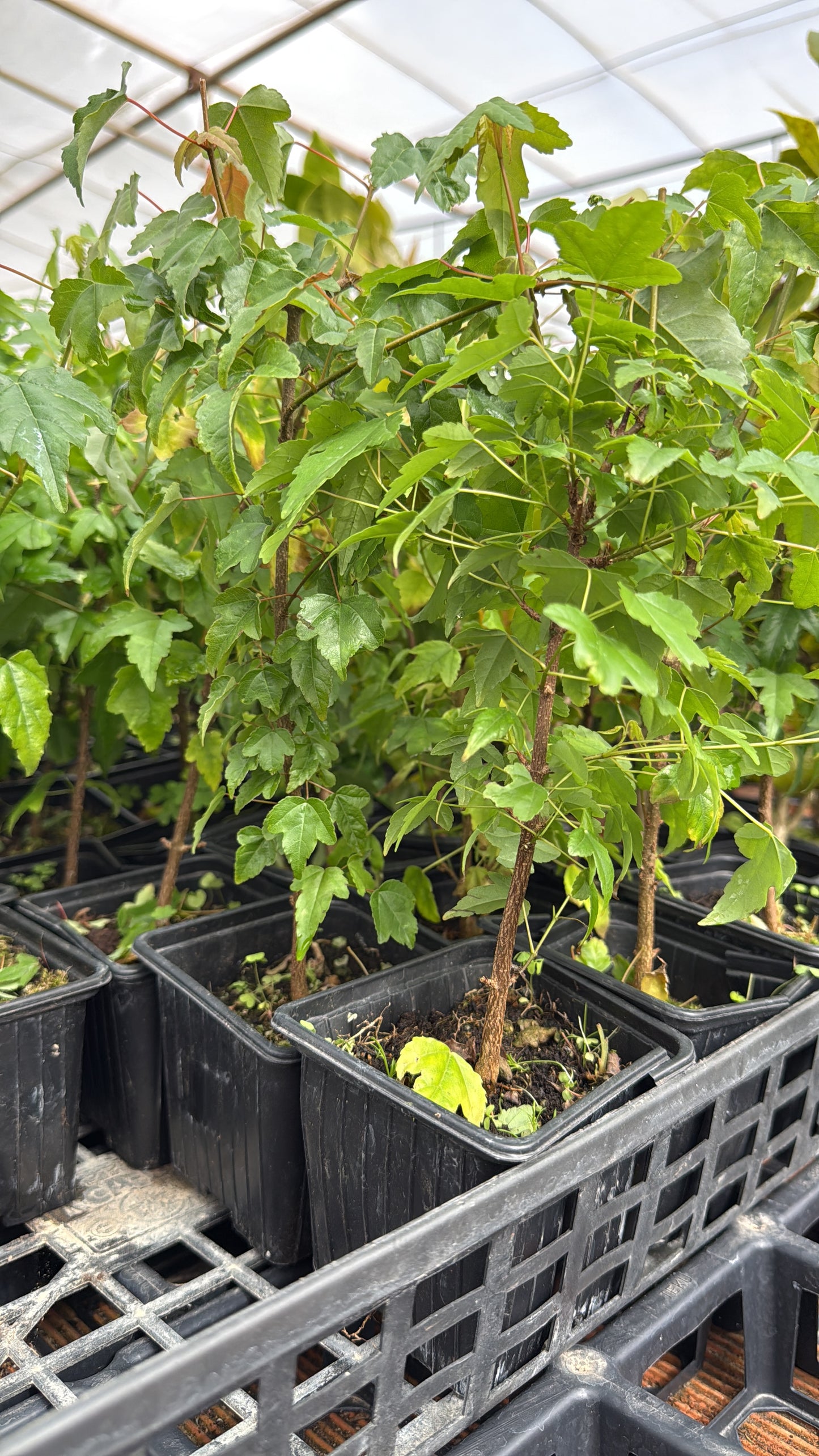 Acer Buergerianum