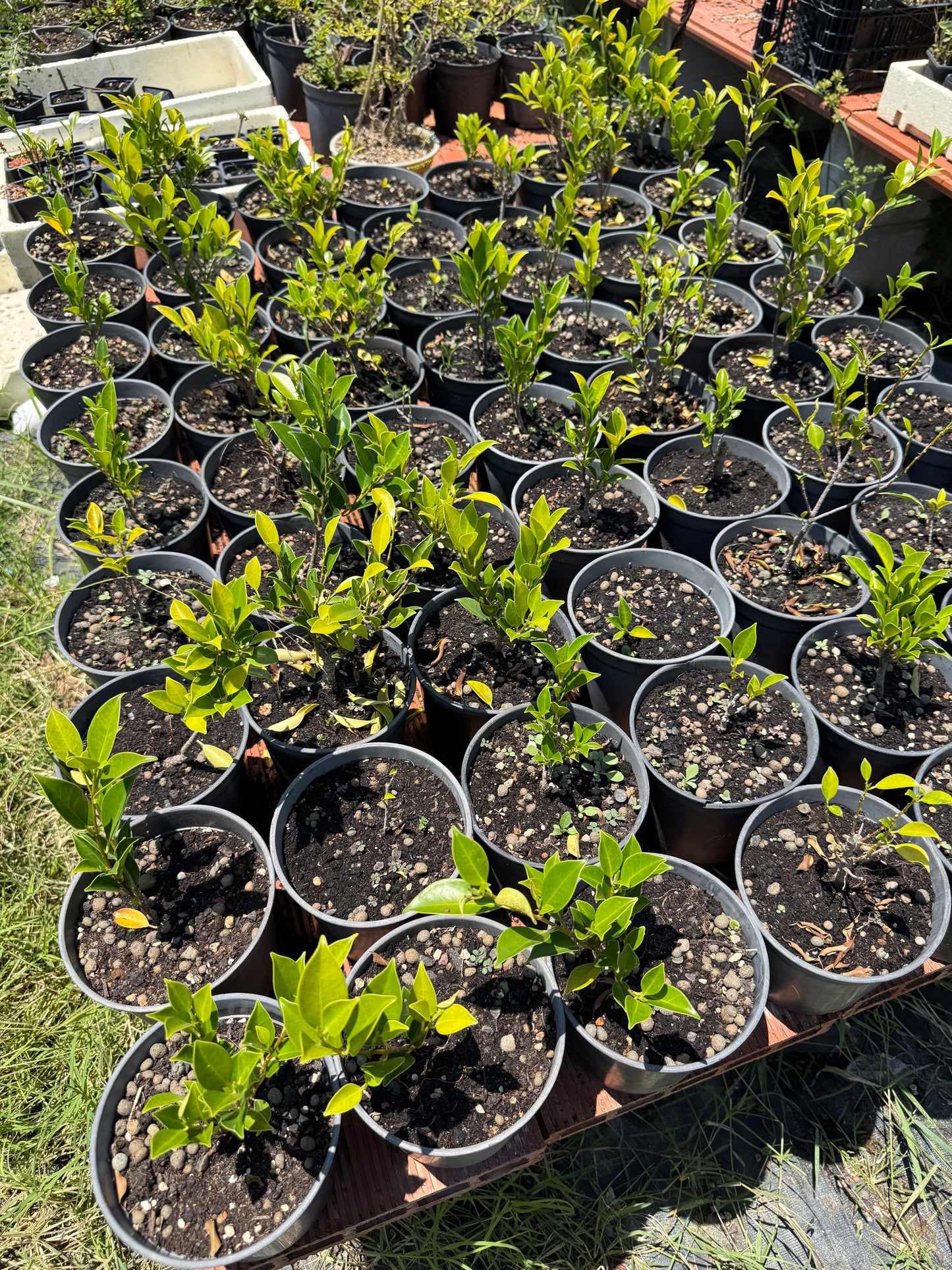 Ficus Tiger Bark 14 cm