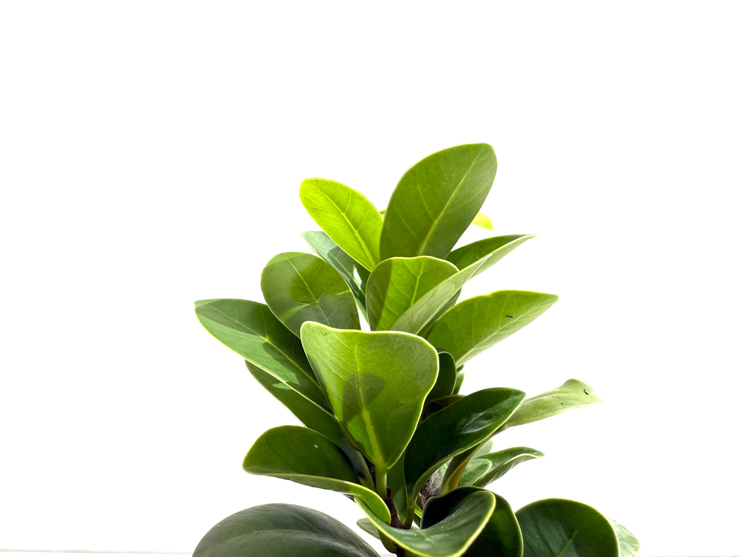 Ficus Compacta