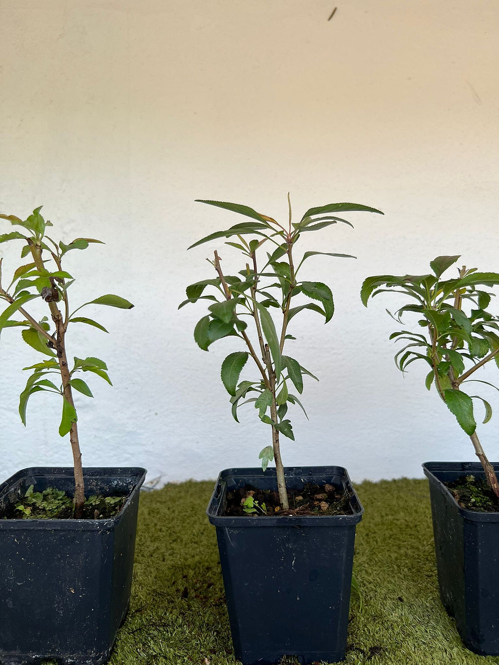 Pyrus Calleryana