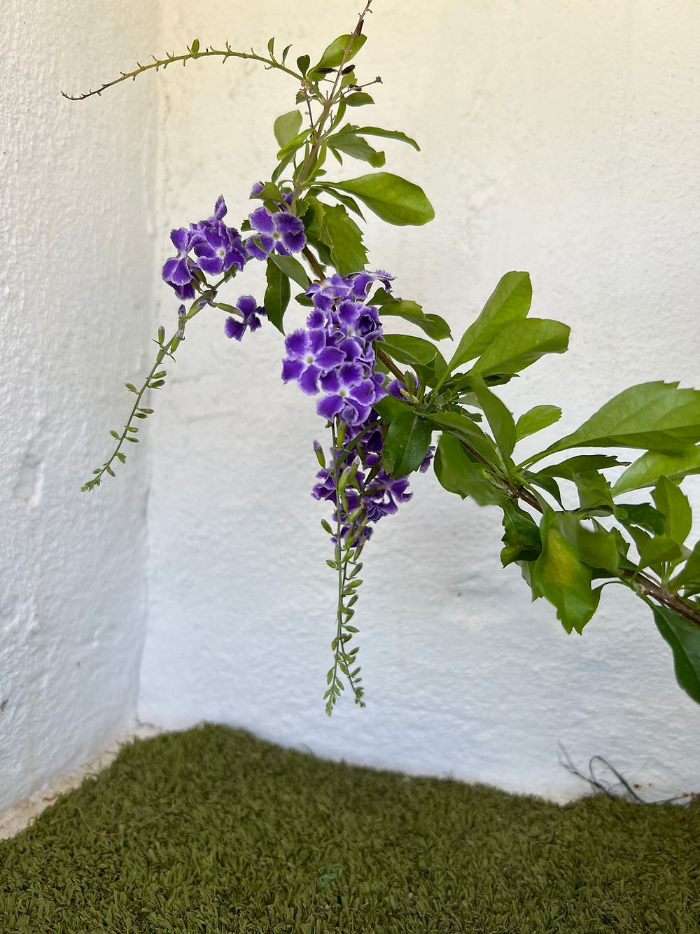Duranta