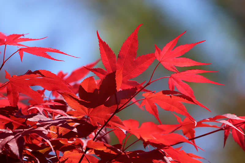 Semillas Arce Palmatum