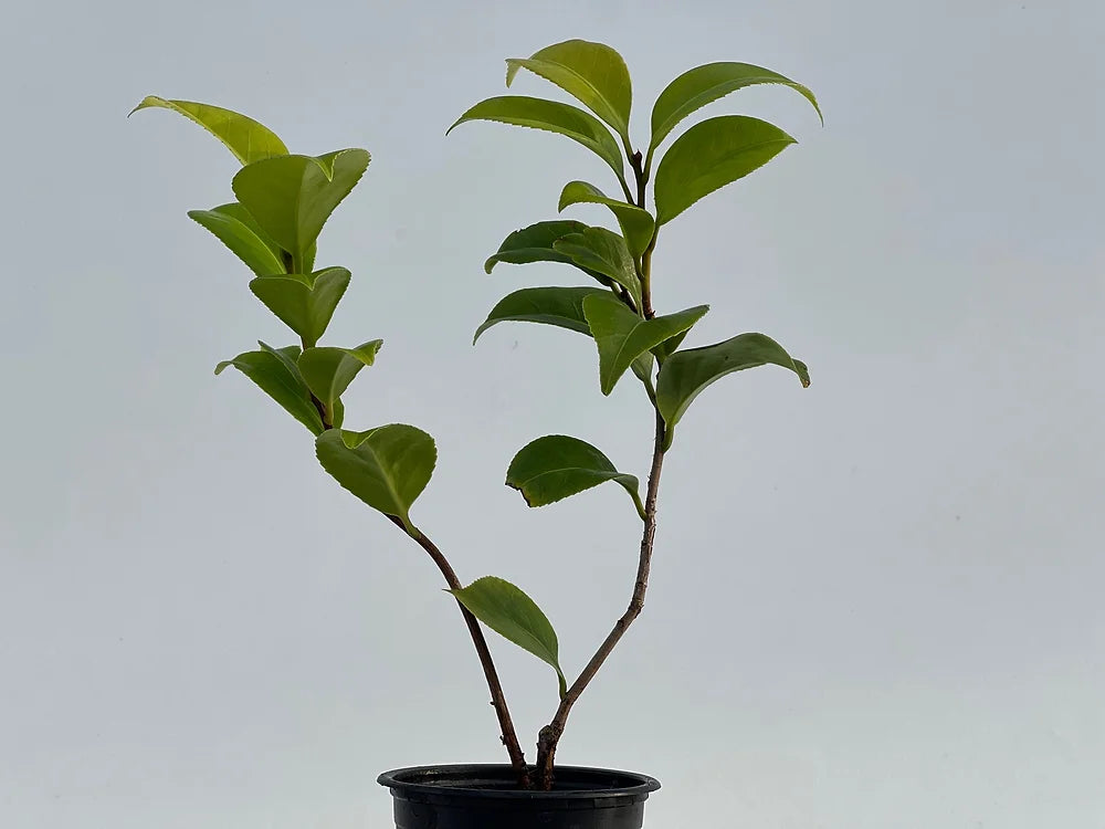 Camelia Japonica