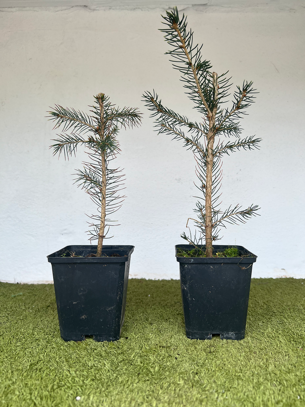 Picea Abies