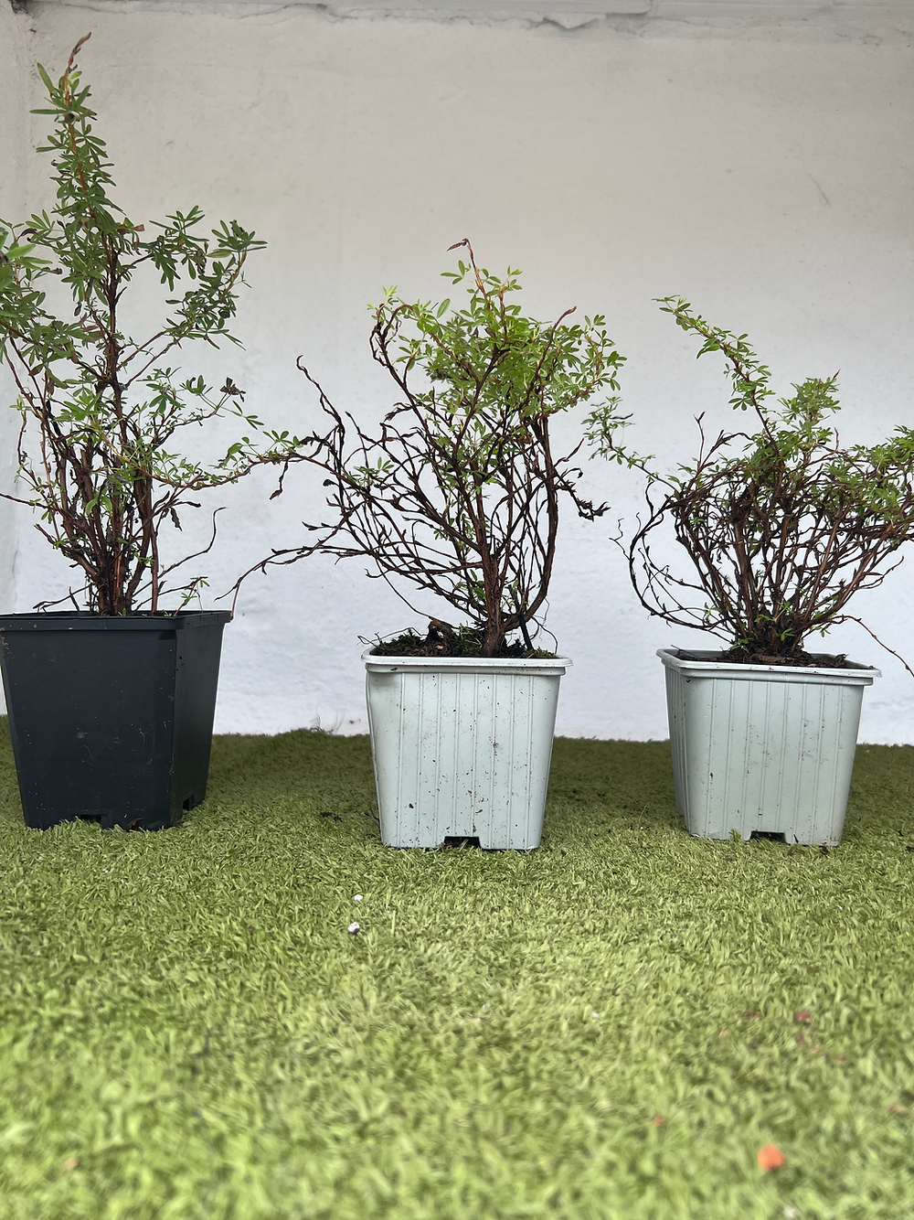 Potentilla