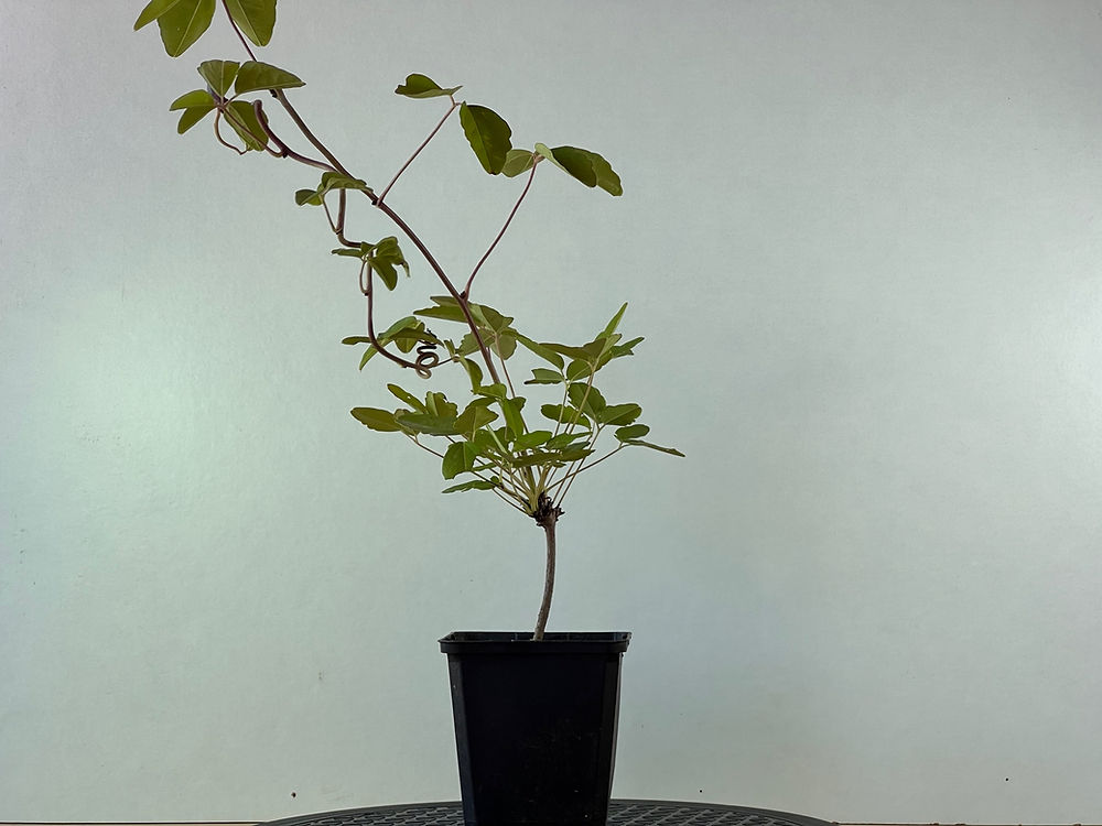 Akebia Quinata