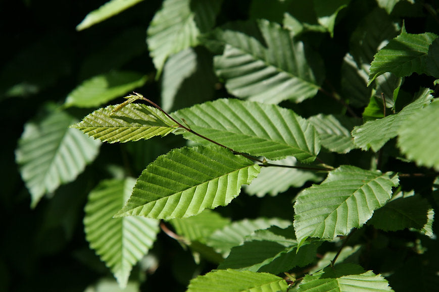Semillas Carpinus Betulus