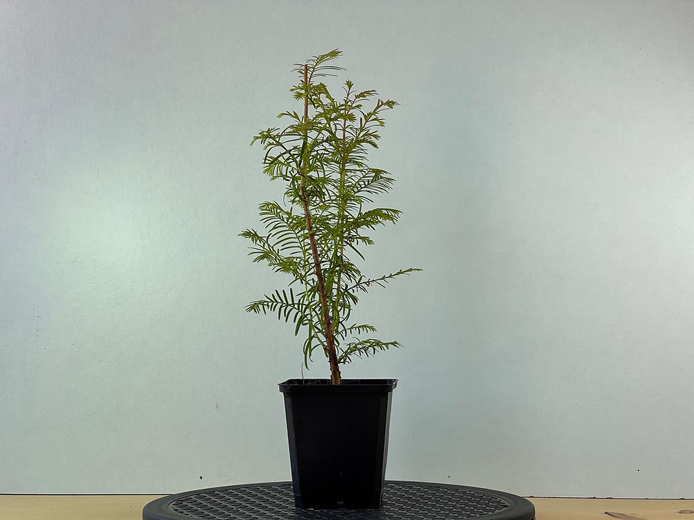 Metasequoia