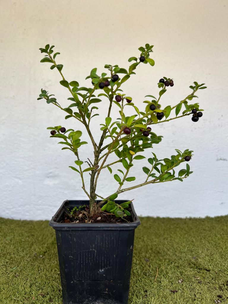 Ilex Crenata