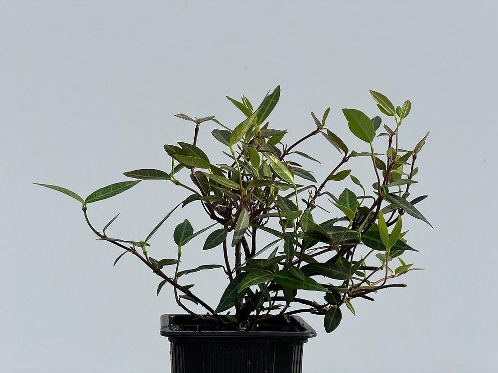 Trachelospermum Asiaticum