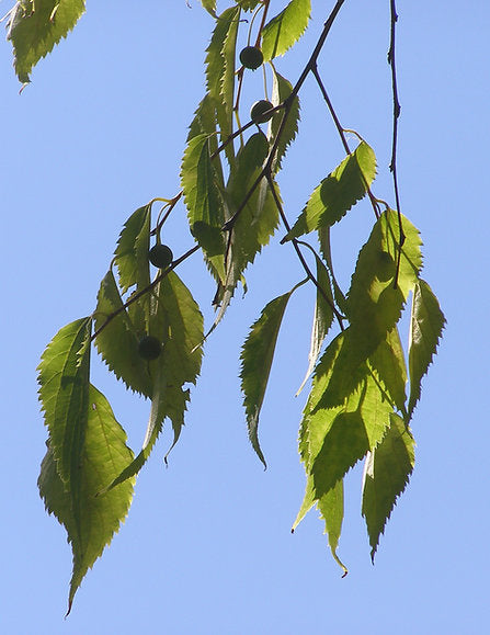 Semillas Celtis Australis