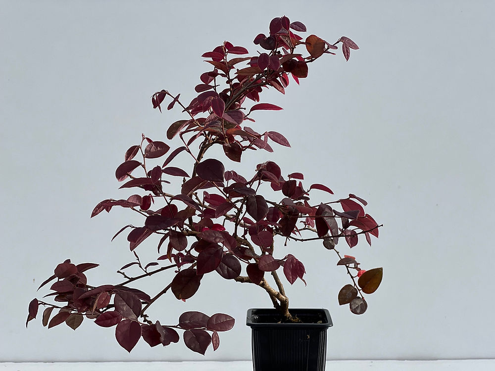 Loropetalum
