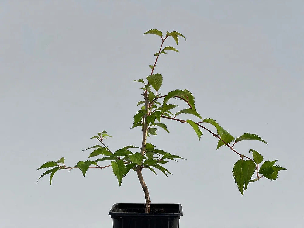 Prunus Incisa Mikinori