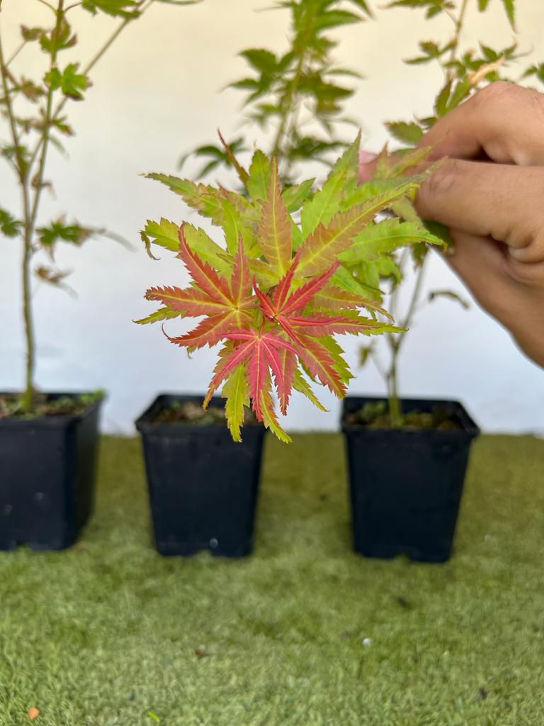Arce Palmatum Phoenix