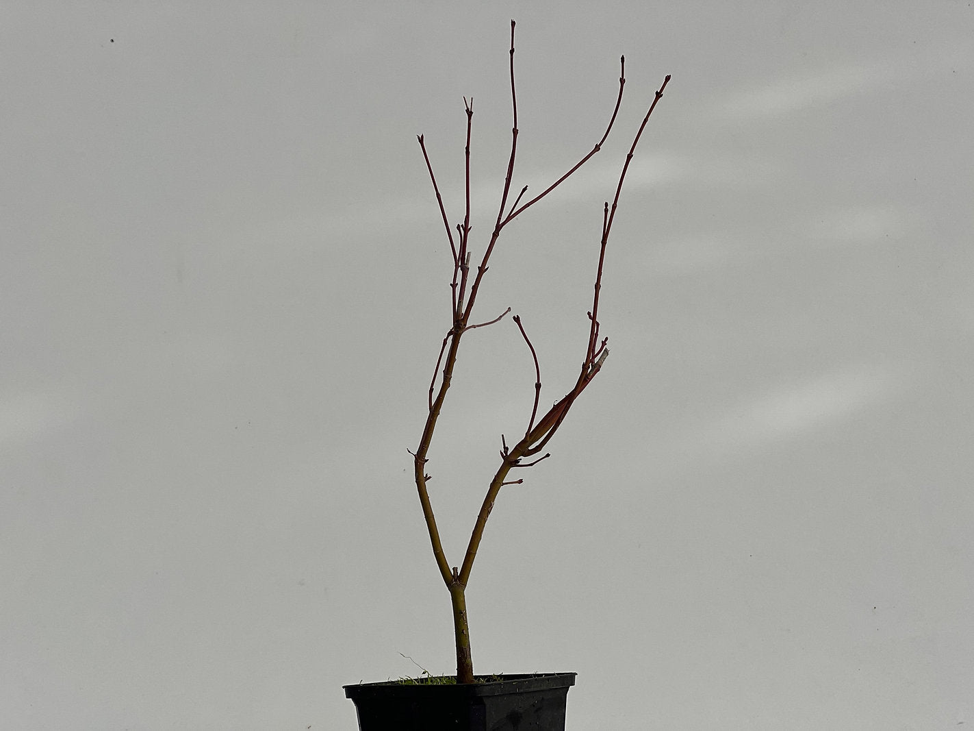 Arce Palmatum Katsura