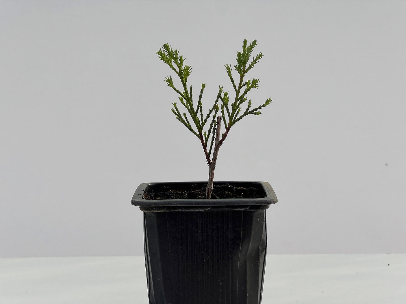 Juniperus Sabina