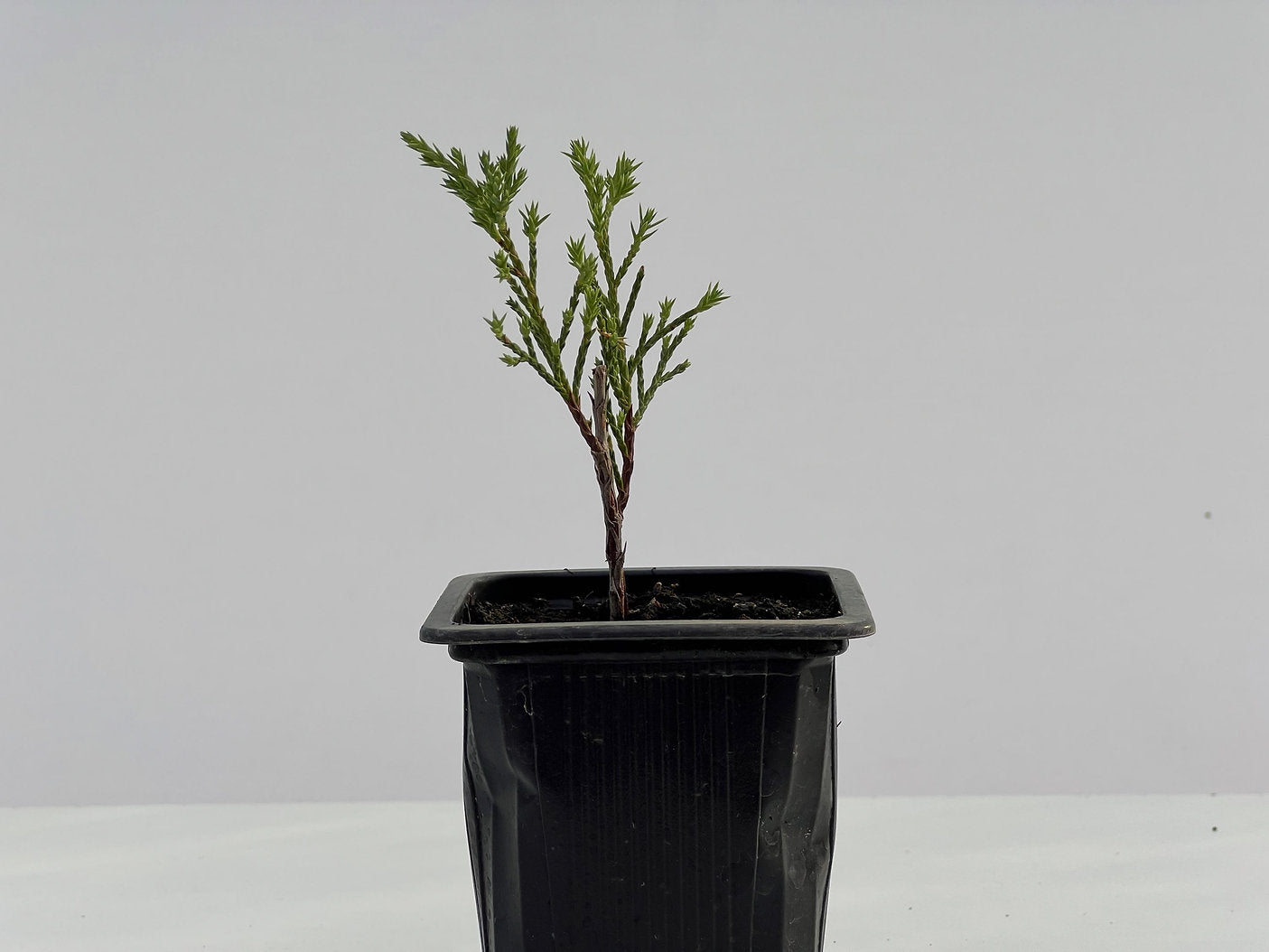 Juniperus Sabina