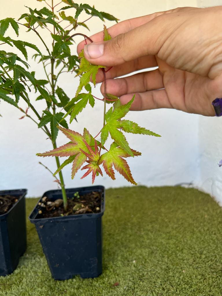 Arce Palmatum Little Princess
