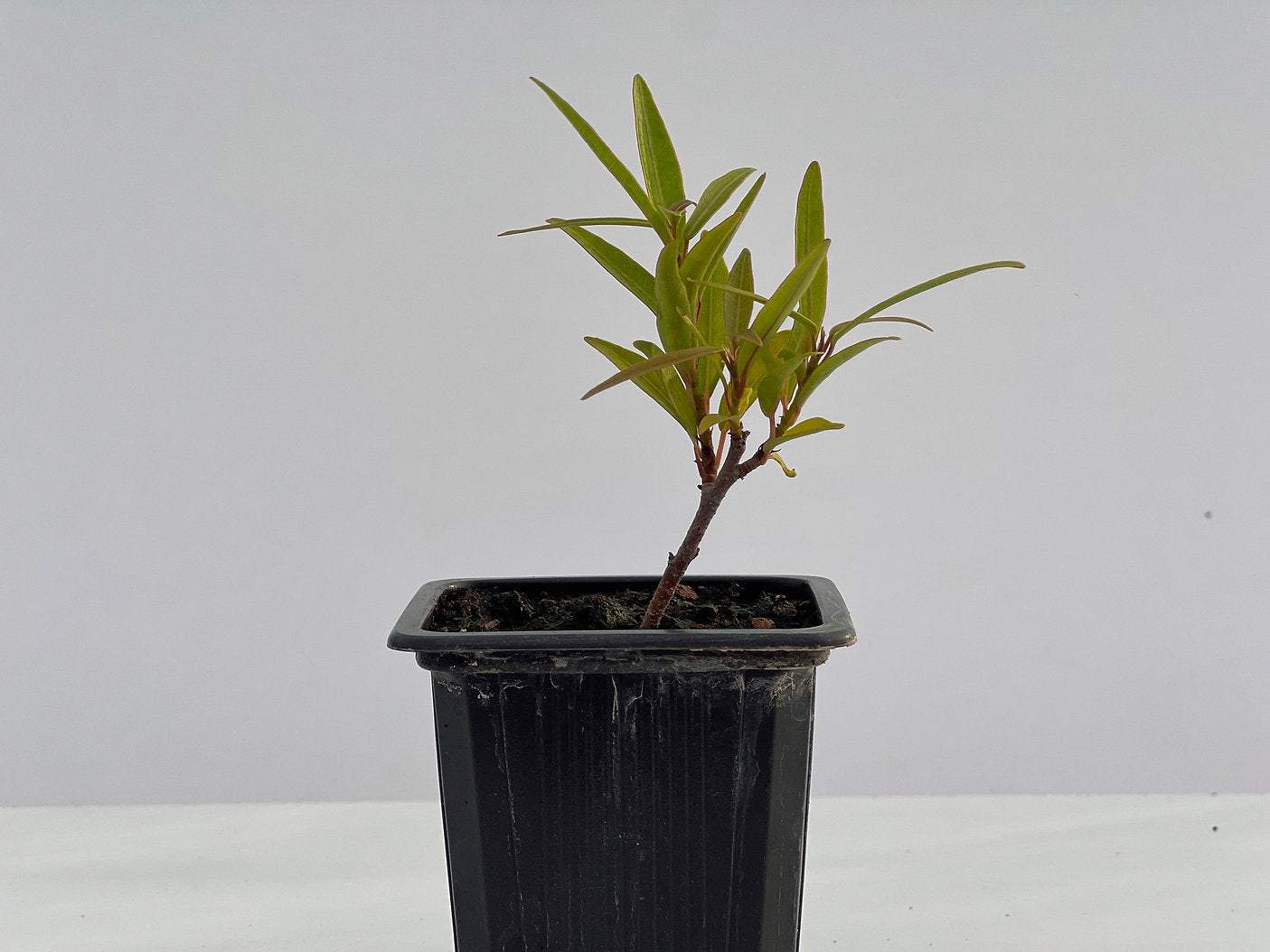 Ficus Nerifolia