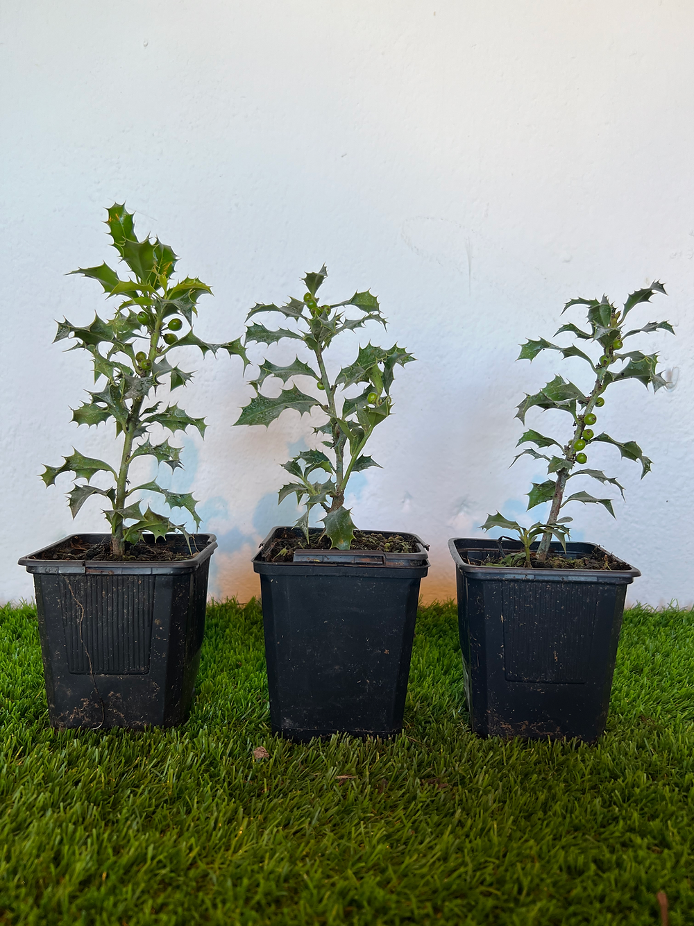 Ilex Aquifolium