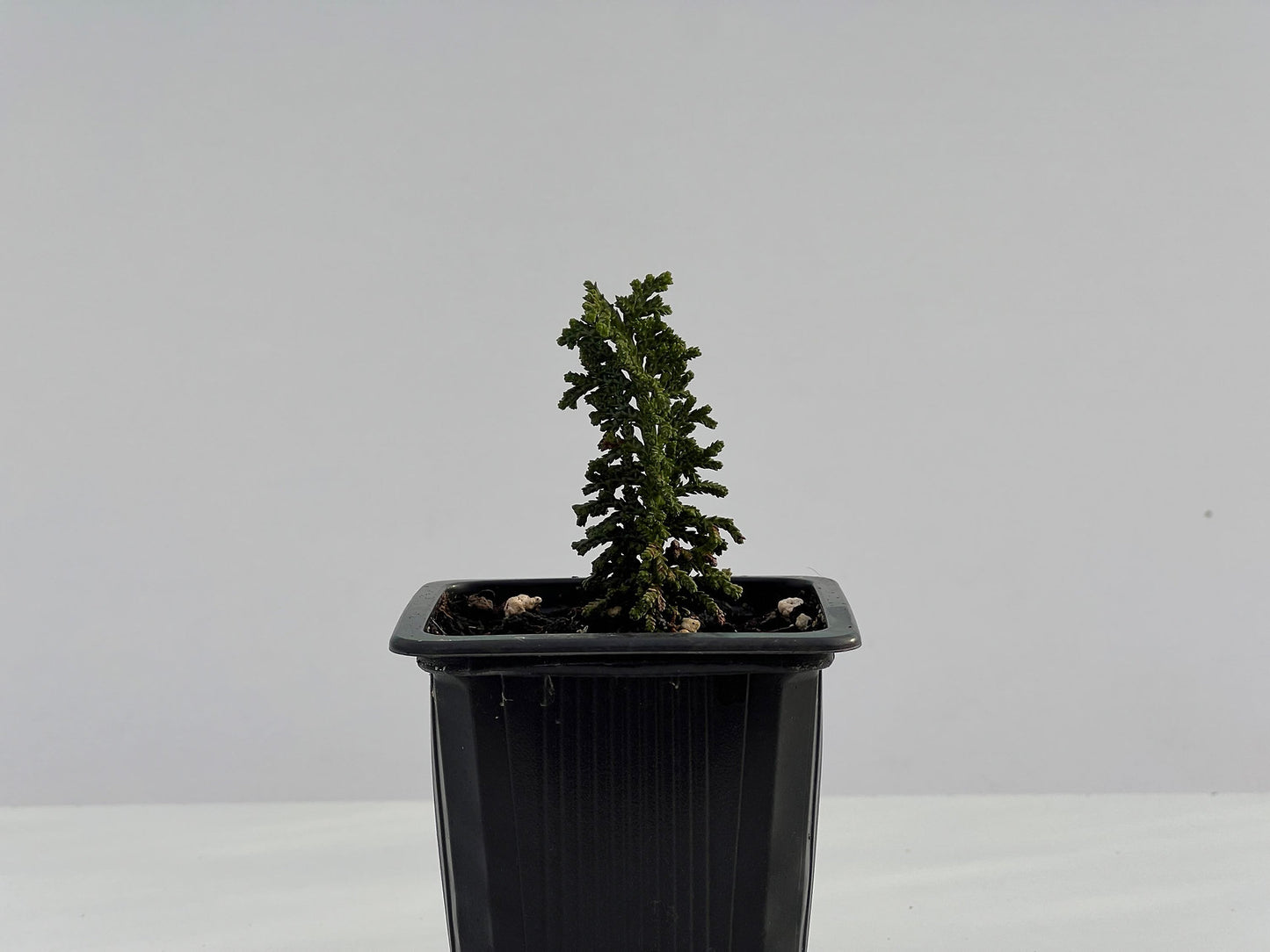 Sekka Hinoki