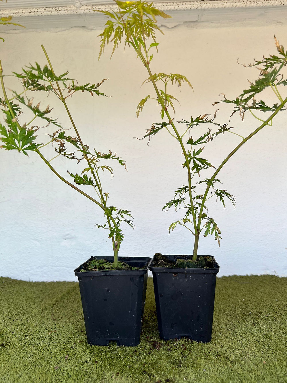 Arce Palmatum Seiryu