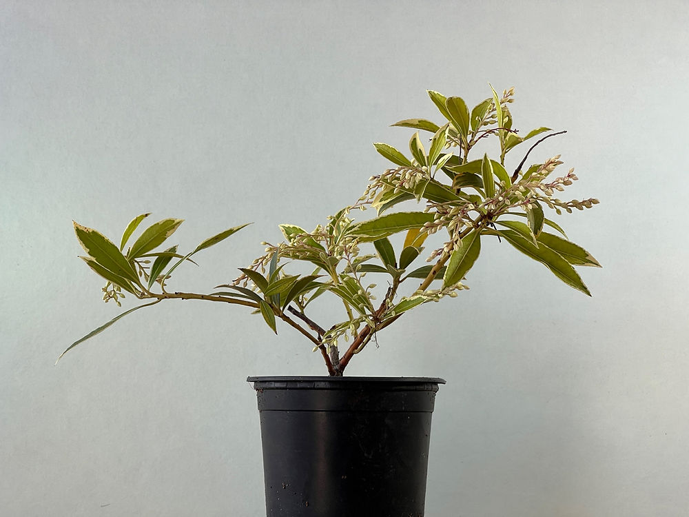 Pieris Japonica