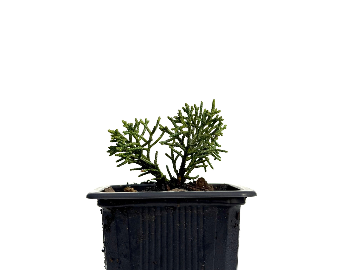 Juniperus Chinensis Kyushu