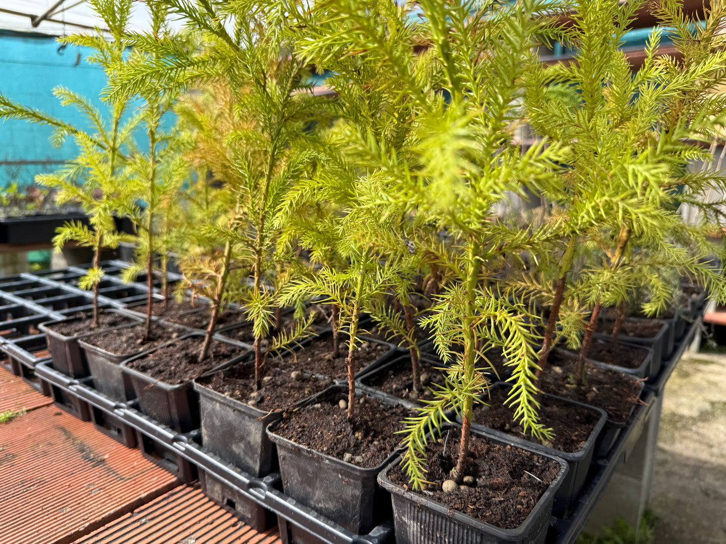 Cryptomeria Japonica