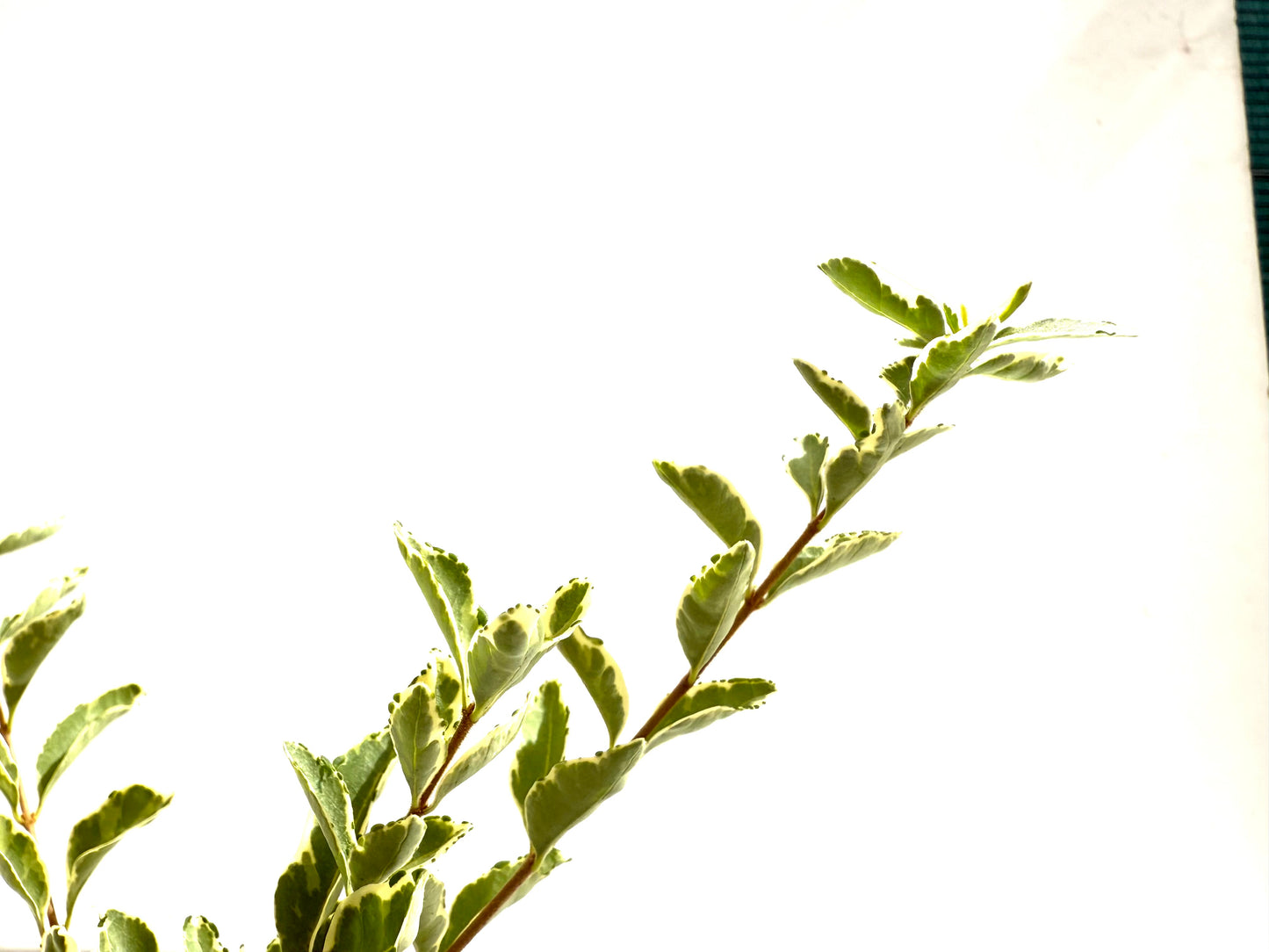 Ligustrum Japonicum Variegado