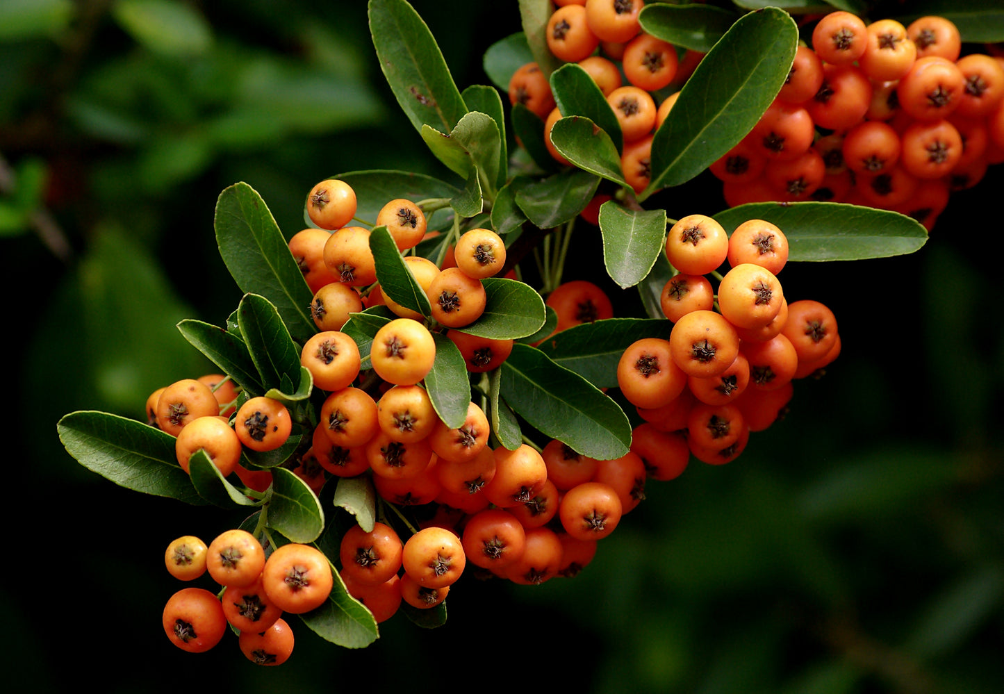 Semillas Pyracantha Angustifolia.