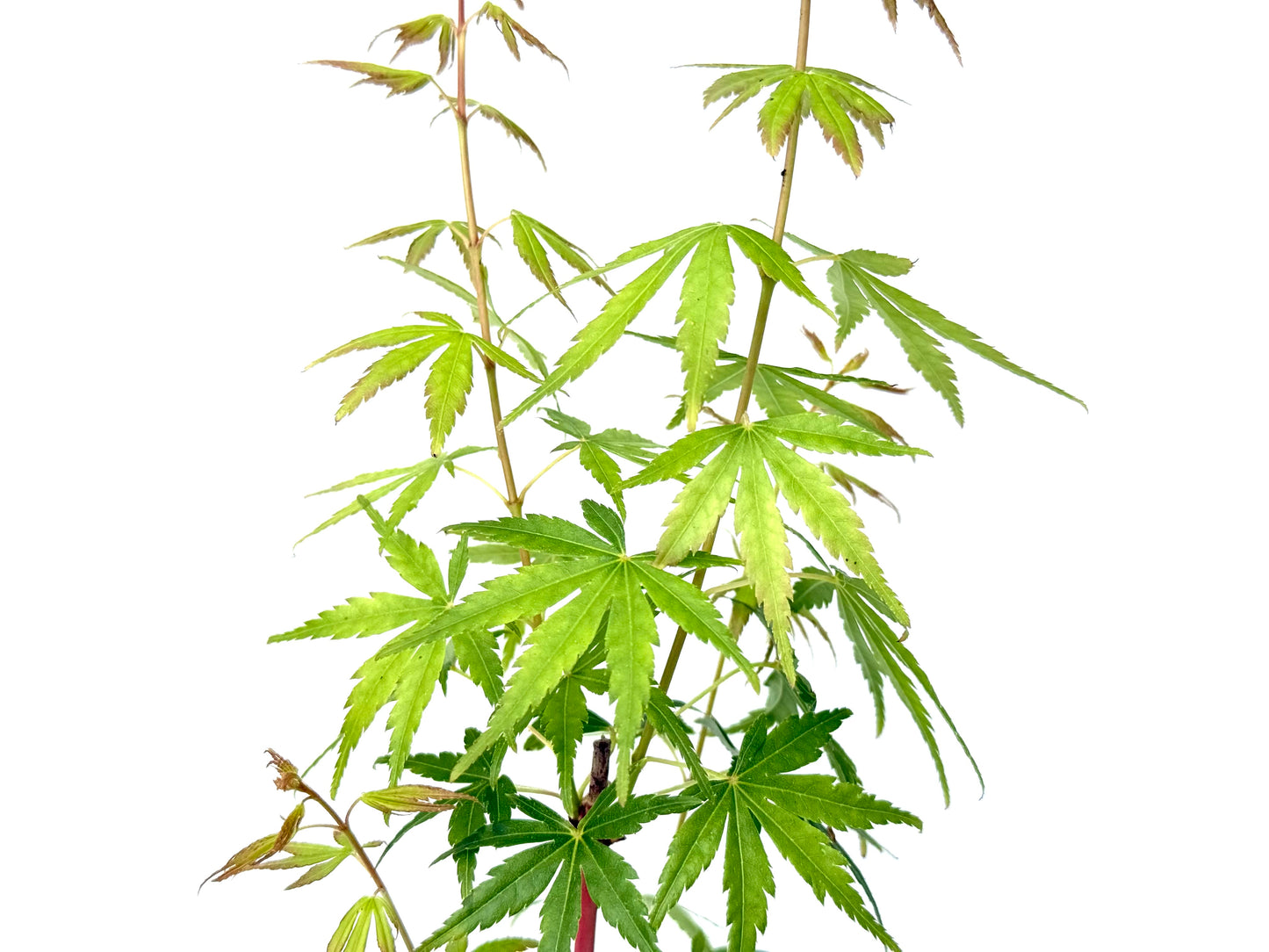Acer Palmatum Sangokaku