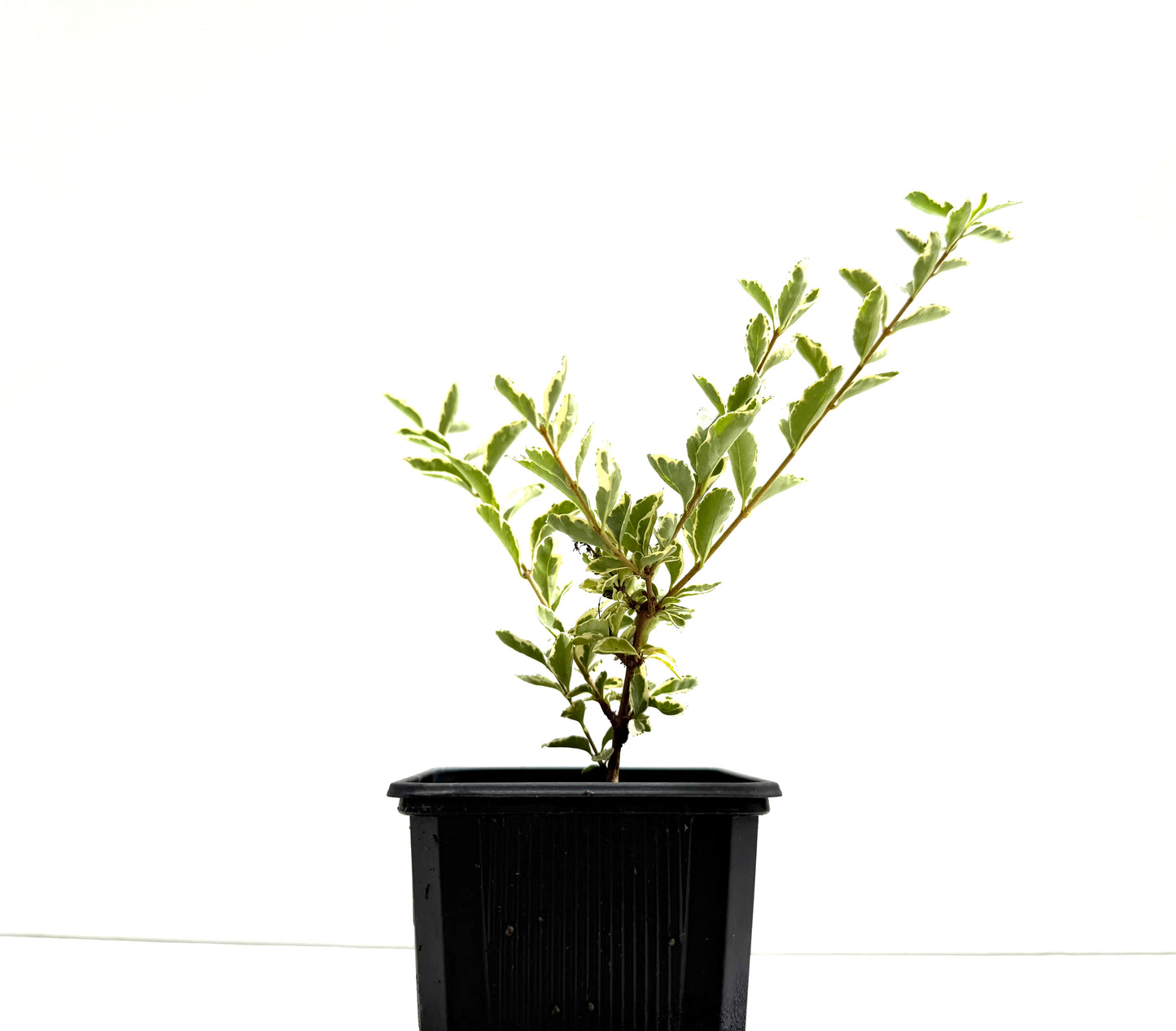 Ligustrum Japonicum Variegado