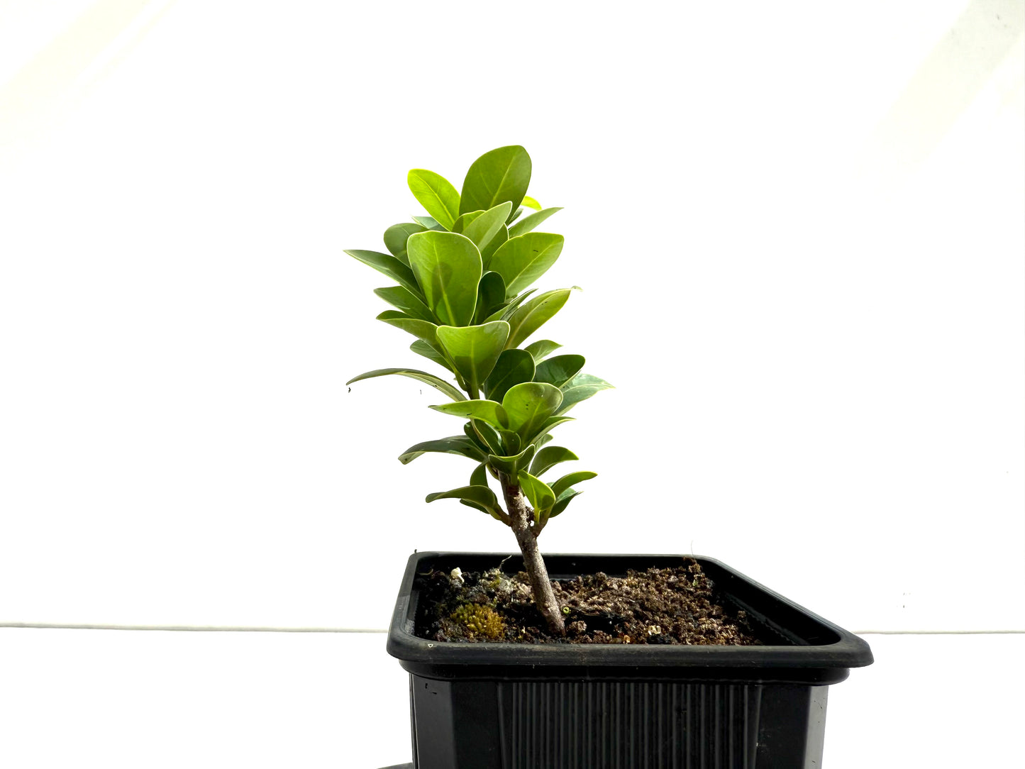 Ficus Compacta