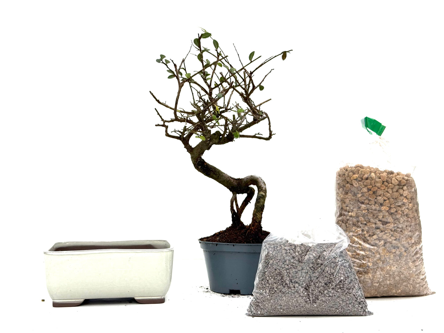 BohePack - Ulmus Parvifolia Neagari