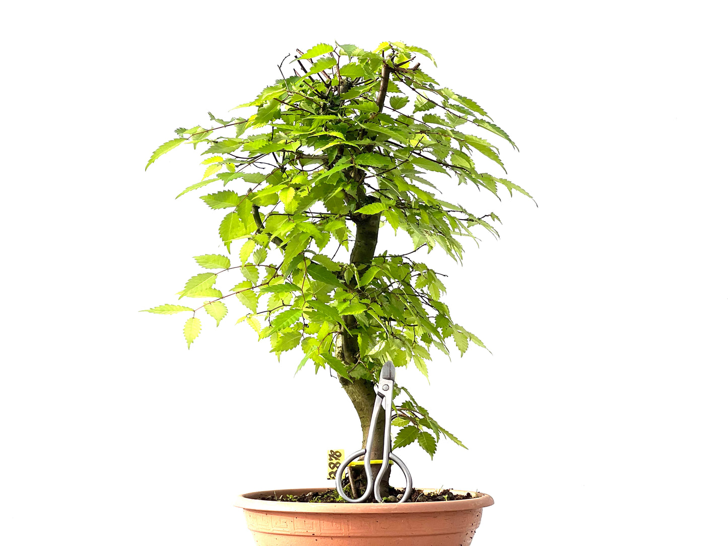 Zelkova Serrata 3878
