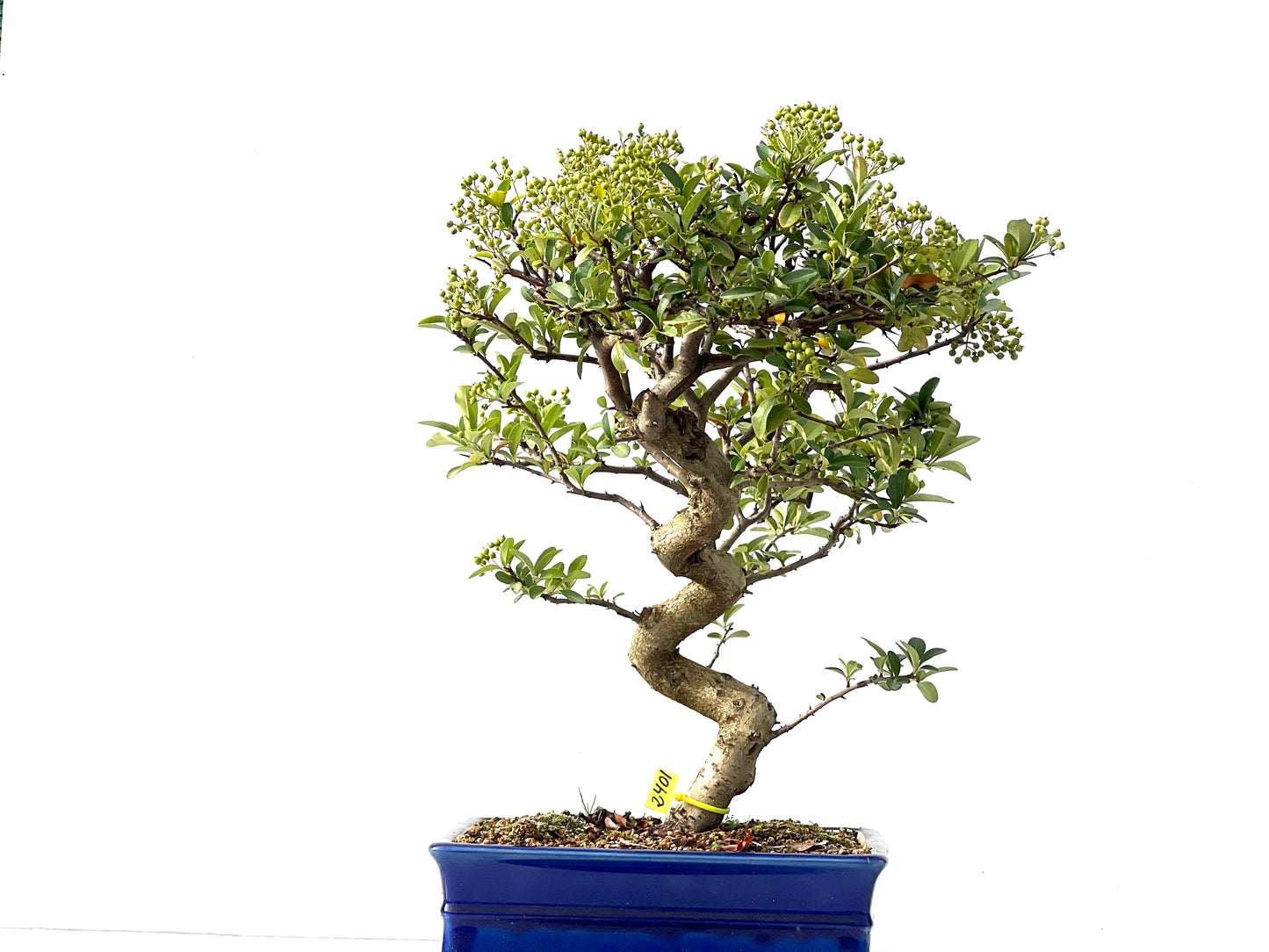 Pyracantha 2401
