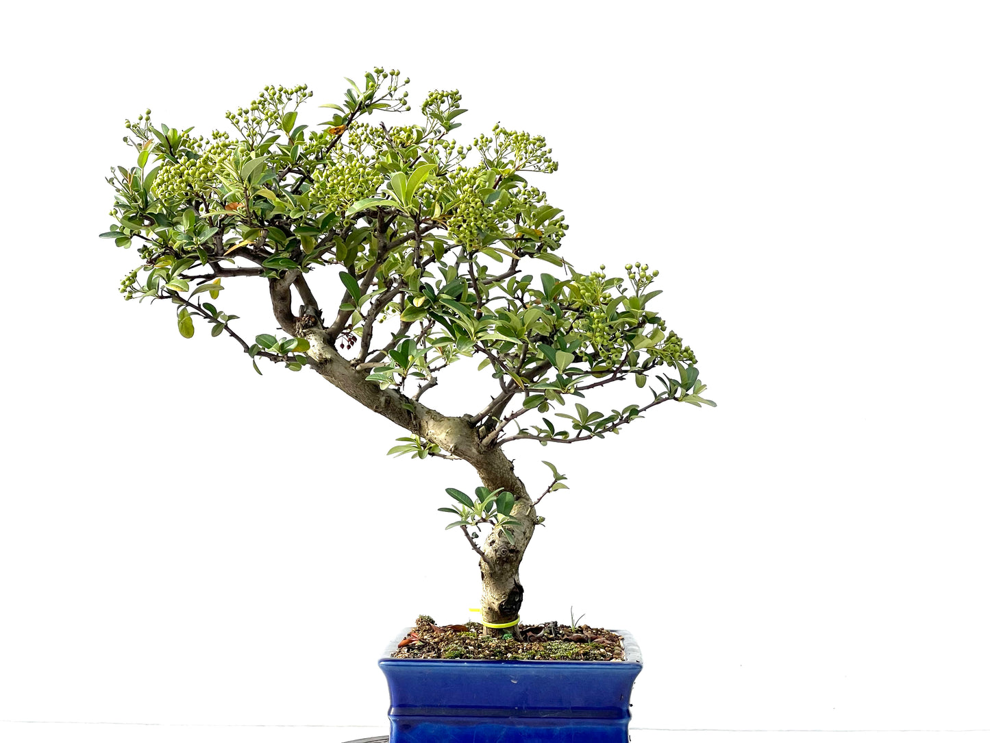 Pyracantha 2401