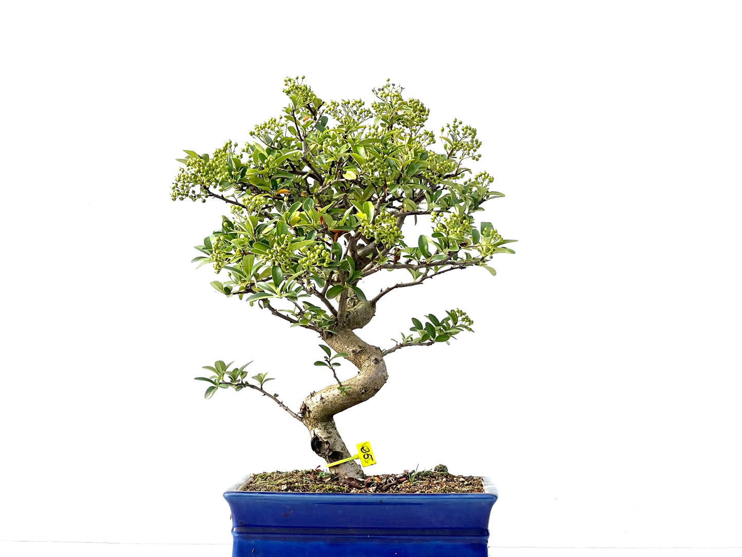 Pyracantha 2401