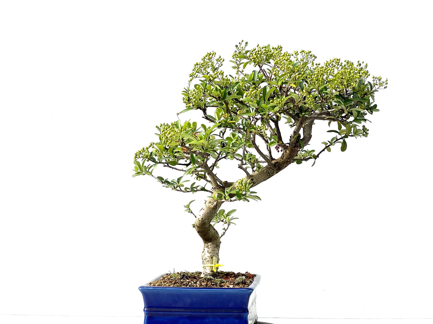 Pyracantha 2401
