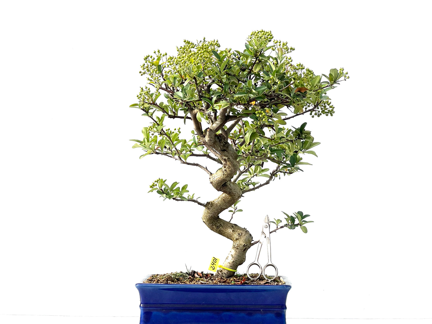 Pyracantha 2401