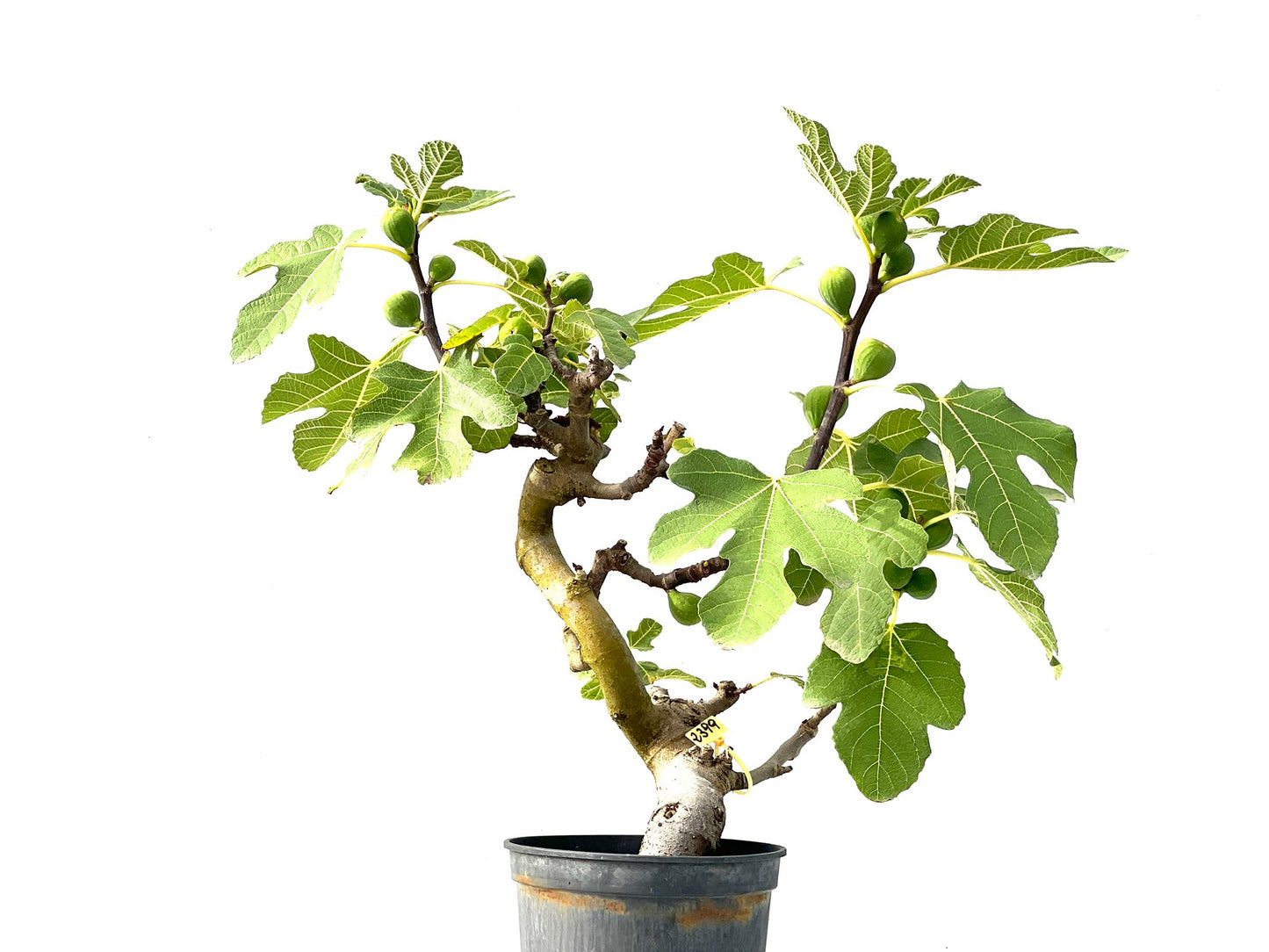 Ficus Carica 2399