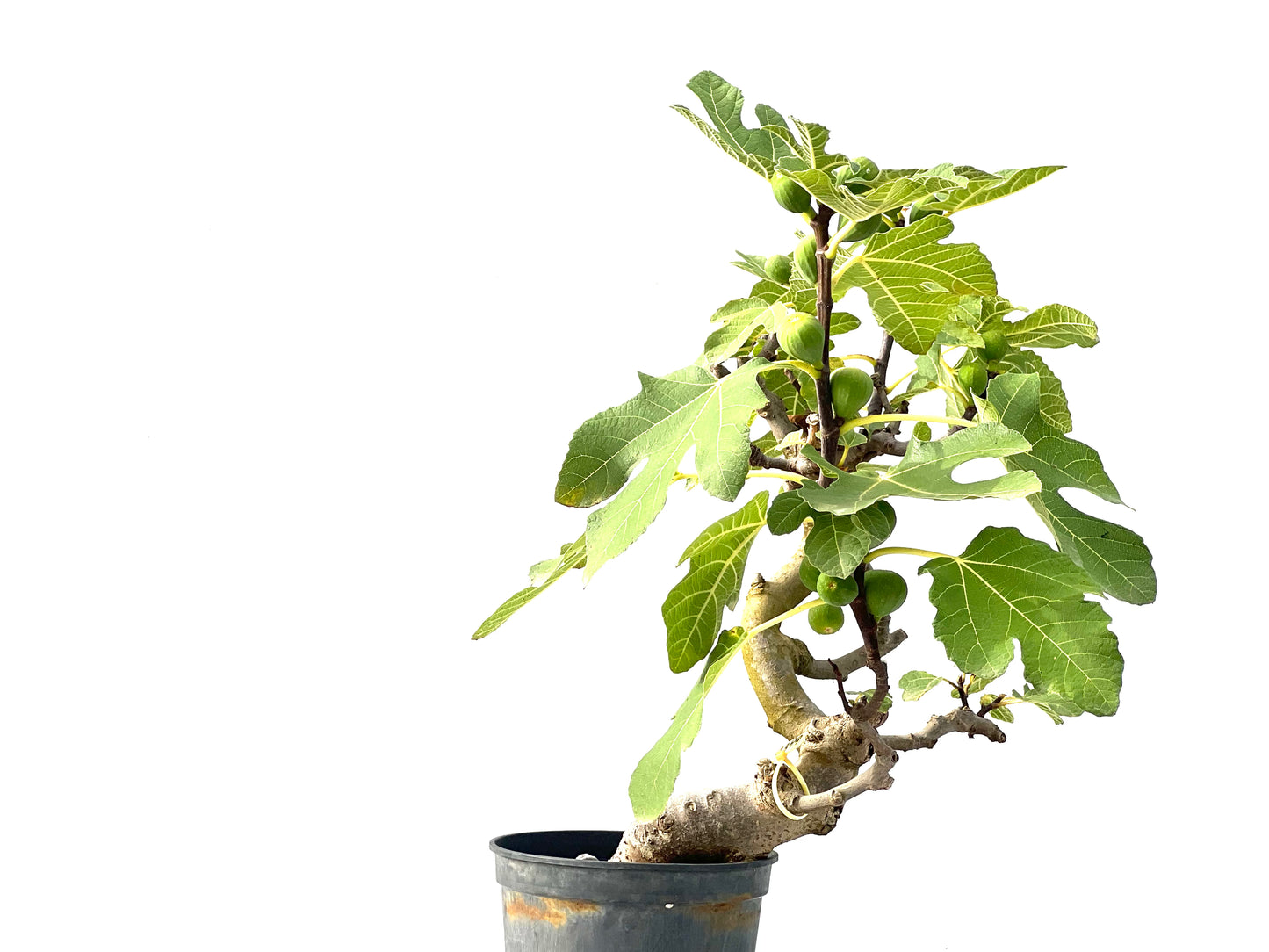 Ficus Carica 2399