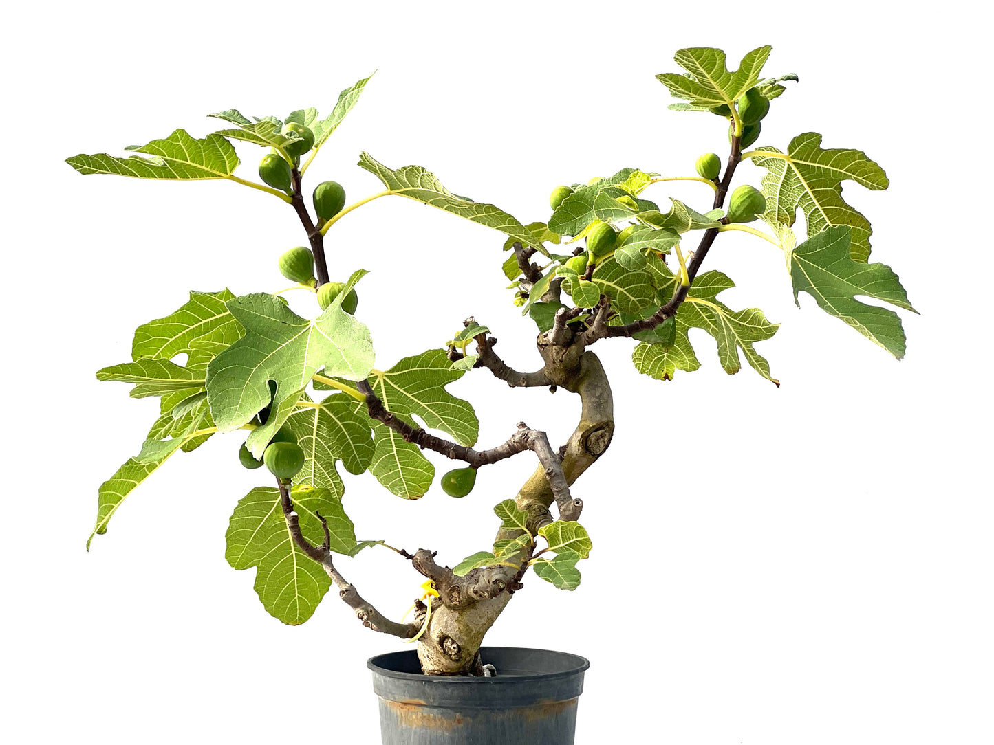 Ficus Carica 2399