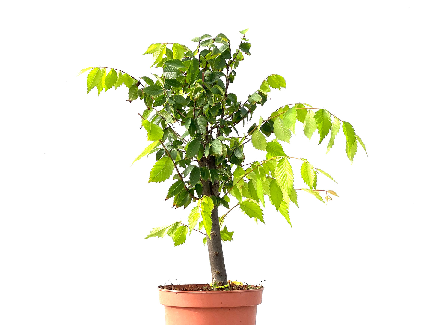 Zelkova Serrata 2413