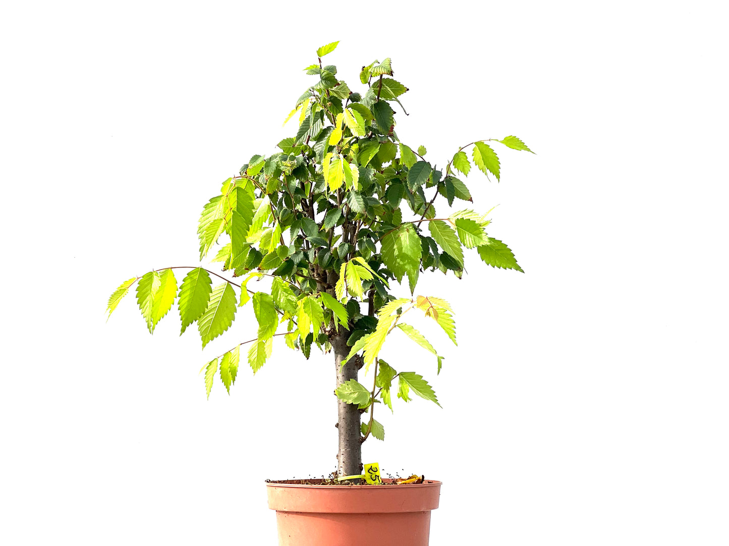 Zelkova Serrata 2413