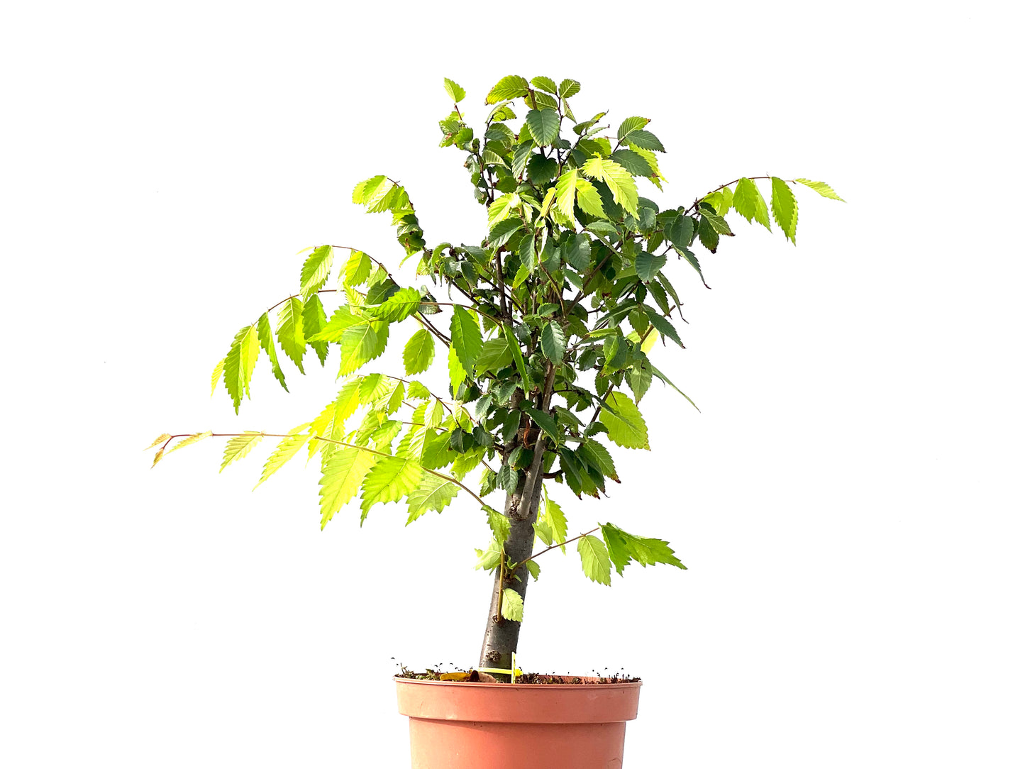 Zelkova Serrata 2413