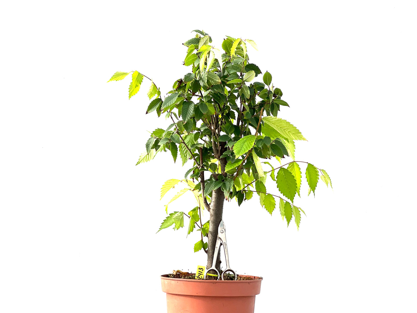 Zelkova Serrata 2413