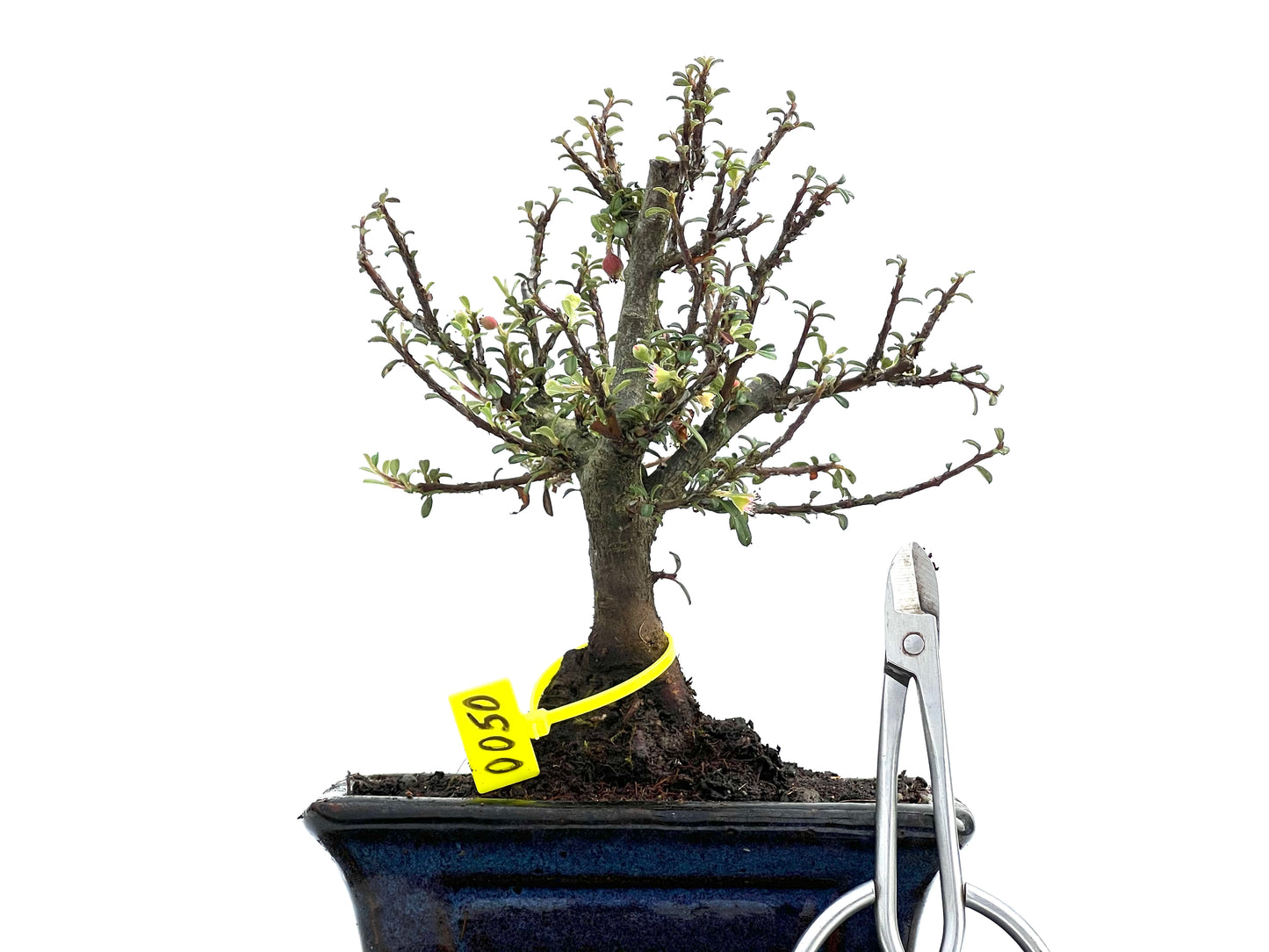 Cotoneaster Microphylla 0050